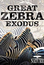 Great Zebra Exodus (2013) Free Movie