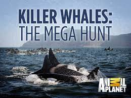 Killer Whales: The Mega Hunt (2016) Free Movie M4ufree