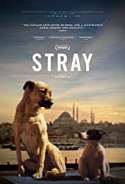 Stray (2020) Free Movie