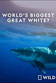 Worlds Biggest Great White Shark (2019) Free Movie