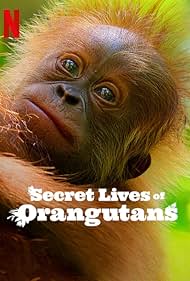 Secret Lives of Orangutans (2024) Free Movie M4ufree