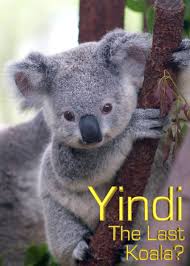 Yindi the Last Koala (1996) Free Movie